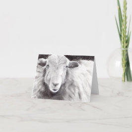 Cartão Sally the Sheep (a362)