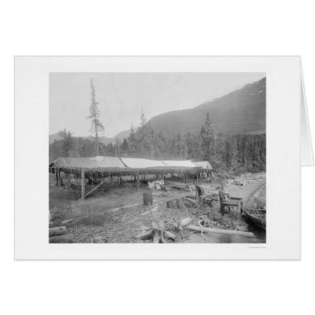 Cartão Salmão De Secagem No Alasca 1915 (Frente Horizontal)