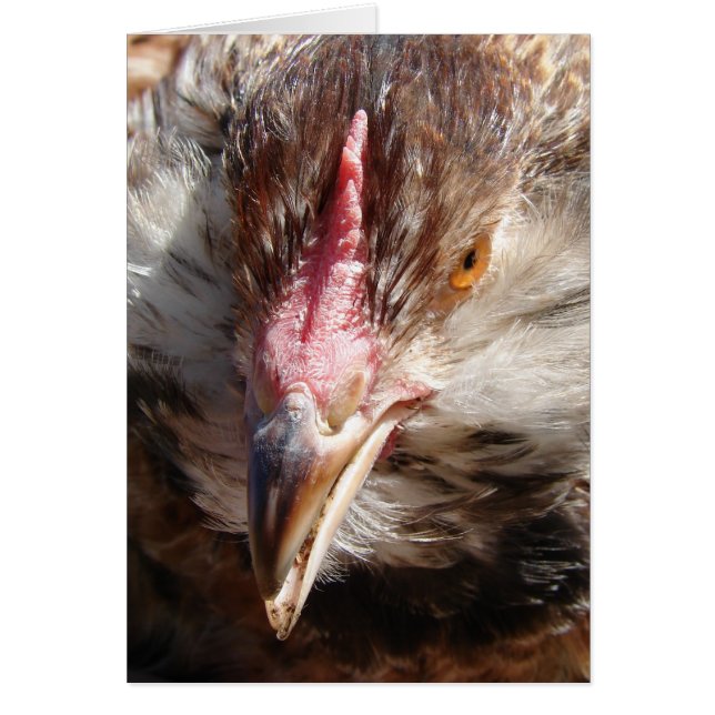 Cartão Salmão Faverolle Hen (Frente)