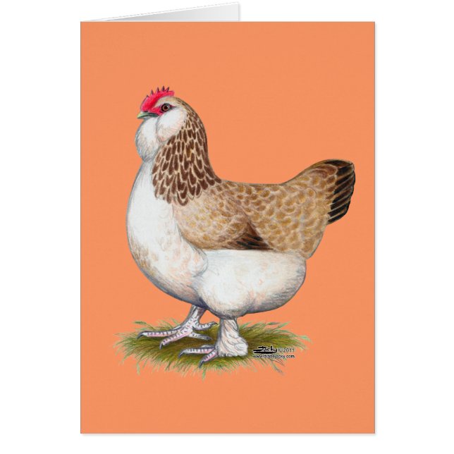 Cartão Salmão Faverolle Hen (Frente)
