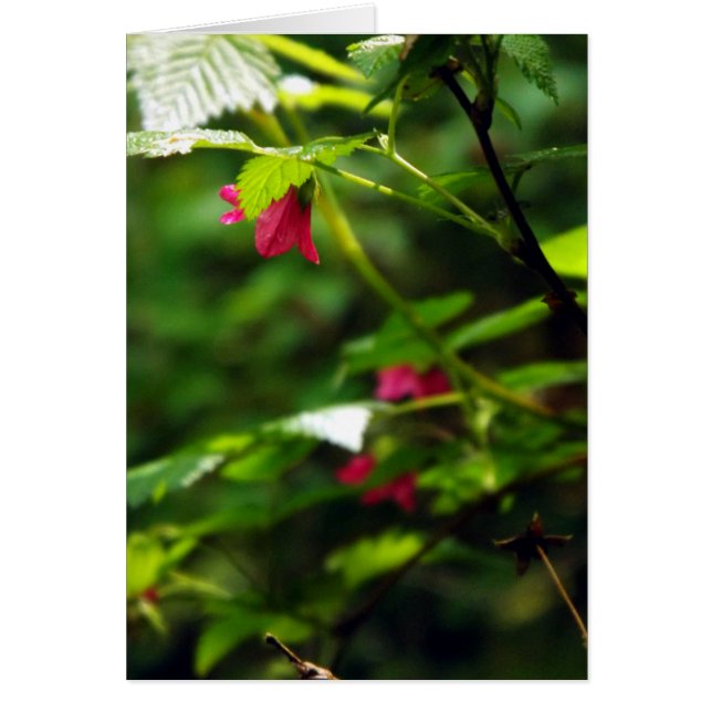 Cartão Salmon Berry (Frente)