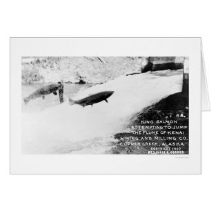 Cartão Salmon Jumping Alaska 1907