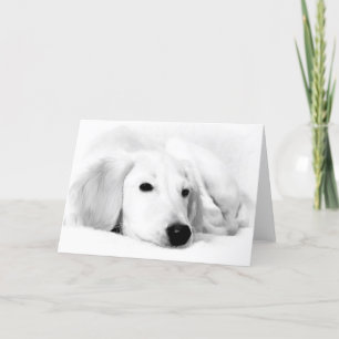 Cartão Saluki Greeting Cards