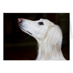 Cartão Saluki que olha acima