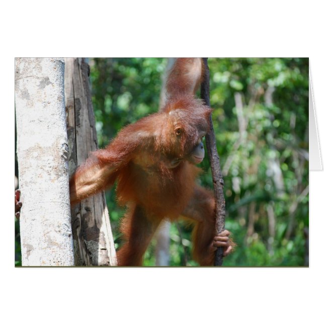 Cartão Salvar Borneo Orangutan Wildlife (Frente Horizontal)