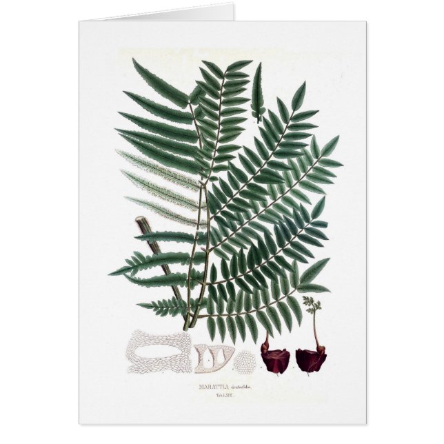 Cartão Samambaia (Frente)