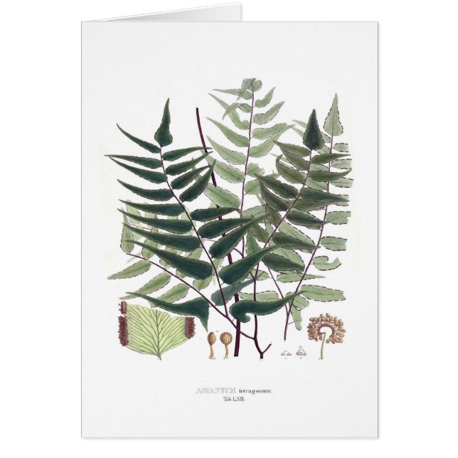 Cartão Samambaia (Frente)