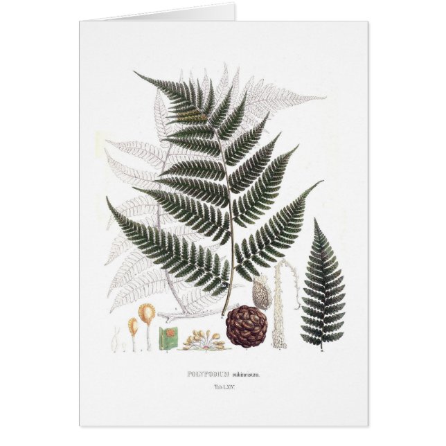 Cartão Samambaia (Frente)