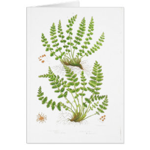 Cartão Samambaia do Woodsia