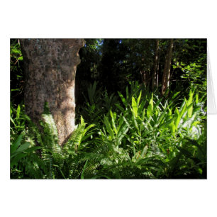 Cartão Samambaias e gengibre selvagens