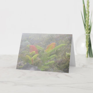 Cartão Samambaias na névoa - Haleakala, Maui