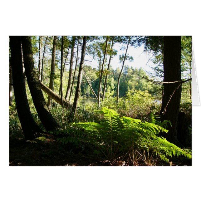 Cartão samambaias no lago farr (Frente Horizontal)
