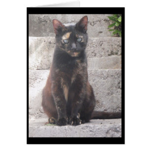 Cartão Samantha, o gato Bush