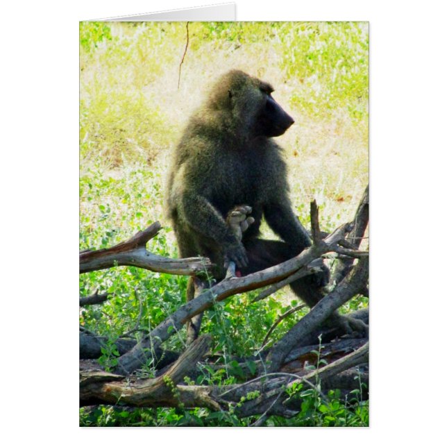 Cartão Samburu Baboon (Frente)