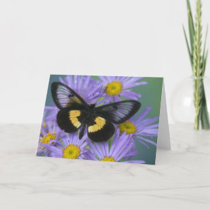 Cartão Sammamish Washington Photograph of Butterfly
