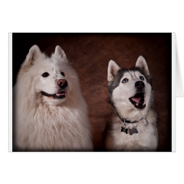 Cartão Samoyed and Husky (Frente Horizontal)