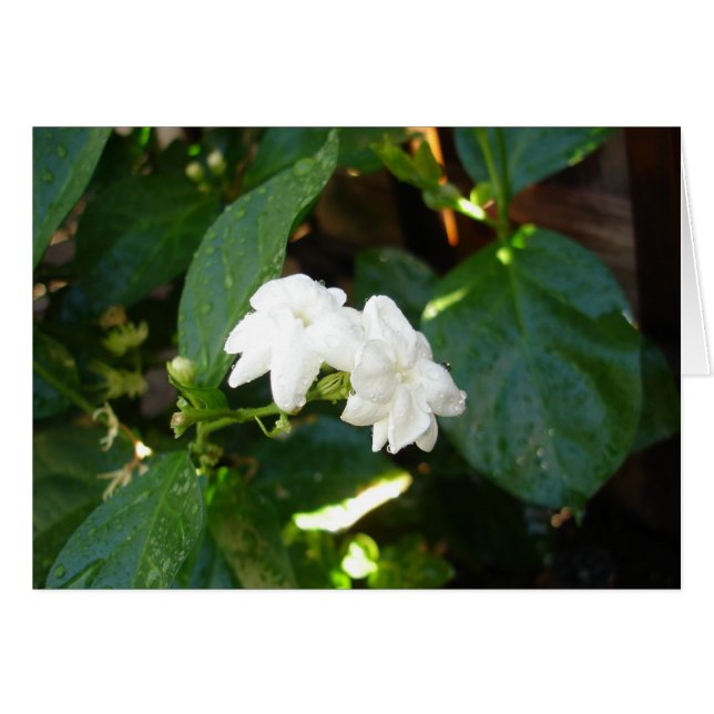 Cartão Sampaguita (Frente Horizontal)
