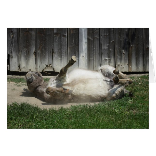 Cartão Sand Bathing Donkey (Frente horizontal)