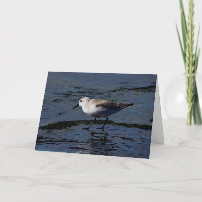 Cartão Sanderling na água (Frente)