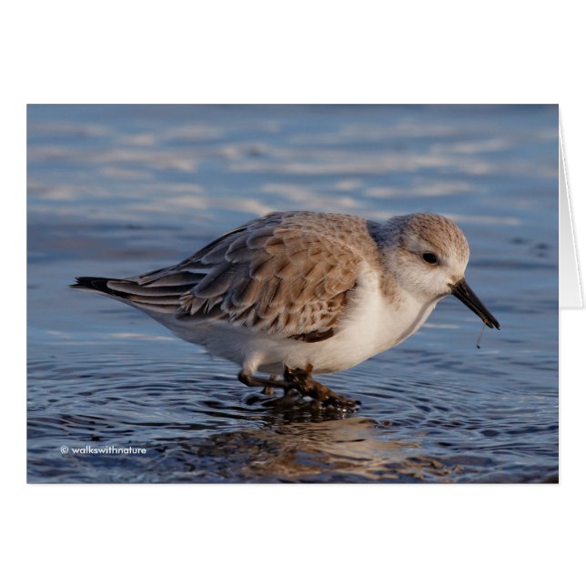 Cartão Sanderling Wades Através Das Águas Wintry (Frente Horizontal)