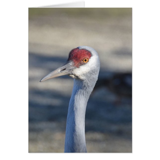 Cartão Sandhill Crane (Frente)