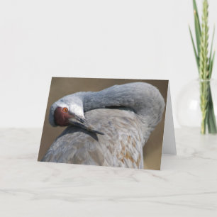 Cartão Sandhill Crane at Bosque del Apache
