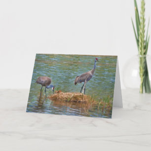 Cartão Sandhill Crane Family Note Card