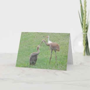 Cartão Sandhill Cranes