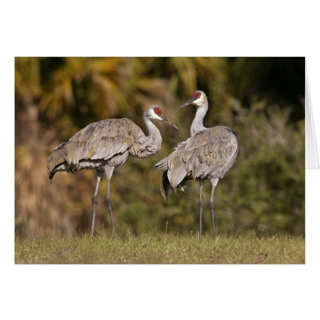 Cartão Sandhill Cranes (Frente Horizontal)