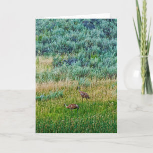 Cartão Sandhill Cranes