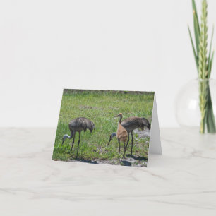 Cartão Sandhill Cranes Florida Birds Nature Photography