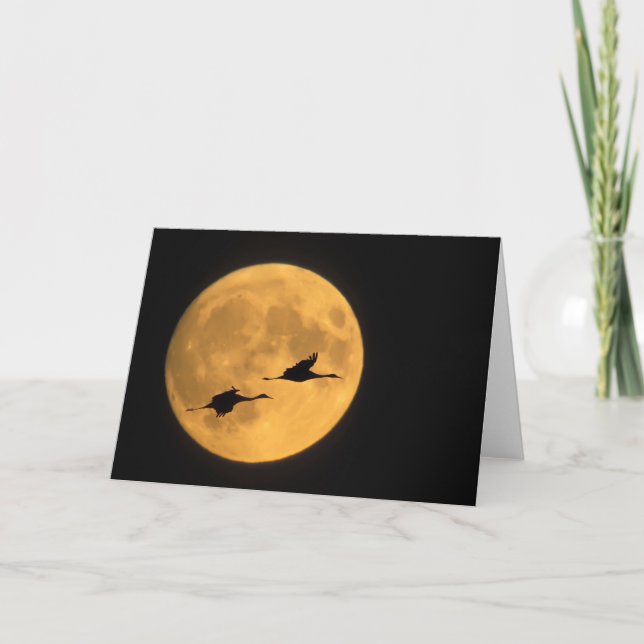 Cartão Sandhill Cranes | National Wildlife Reserve (Frente)