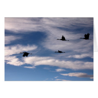 Cartão Sandhill Cranes no Novo México