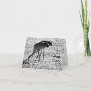 Cartão Sandhill cranes on Thinking of You card
