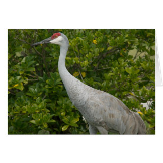 Cartão Sandhill Cranes Photo