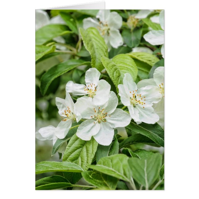 Cartão sangue (Frente)