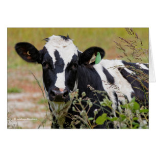 Cartão Santa Vaca! É um Holstein Frísia!
