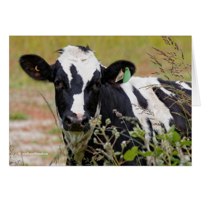 Cartão Santa Vaca! É um Holstein Frísia! (Frente Horizontal)