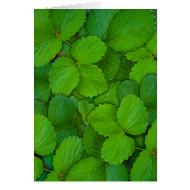 Cartão Santo Basil Tulsi Green Mint Folhas (Frente)
