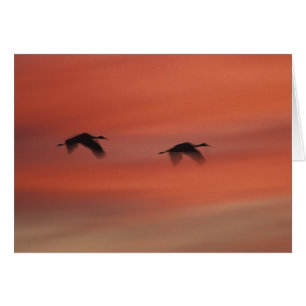 Cartão Santuário de Vida Selvagem Bosque del Apache   Nov