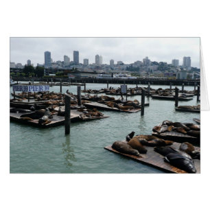 Cartão São Francisco e Pier 39 Sea Lions City Skyline