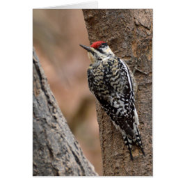 Cartão Sapateiro de barriga amarela