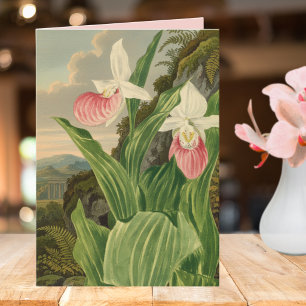 Cartão Sapatinho Rosa Senhora Orquídea Botânica Vintage