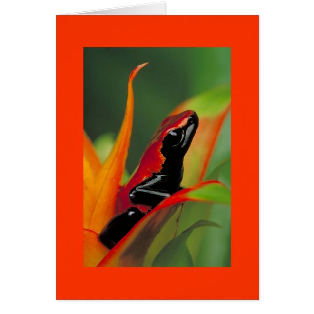 Cartão Sapo (Frente)