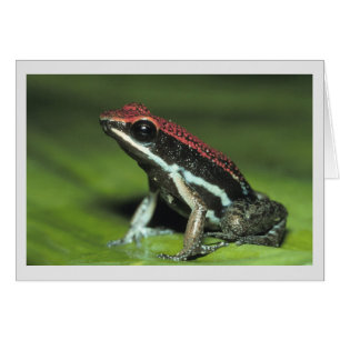 Cartão Sapo de Dart Venison