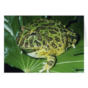 Cartão Sapo de ornamentado, (Ceratophrys ornata),