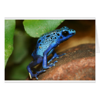 Cartão sapo de seta de veneno azul