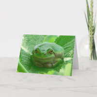 Sapo de sorriso verde - ascendente próximo