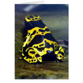 Cartão Sapo de veneno de borda amarela - Dendrobate leuco