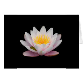 Cartão Sapo em uma Lily